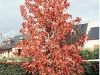 Liquidambar styraciflua